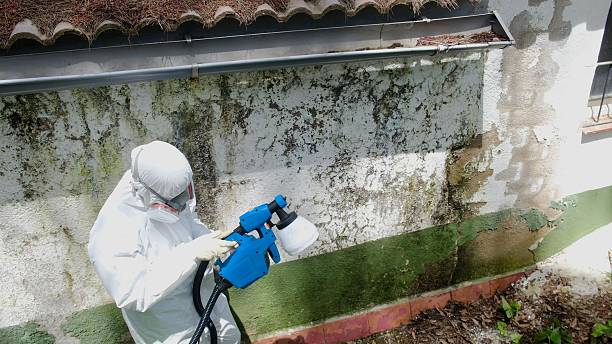 Top rated local Mold Cleanup specialists in Blue Ridge Summit, PA